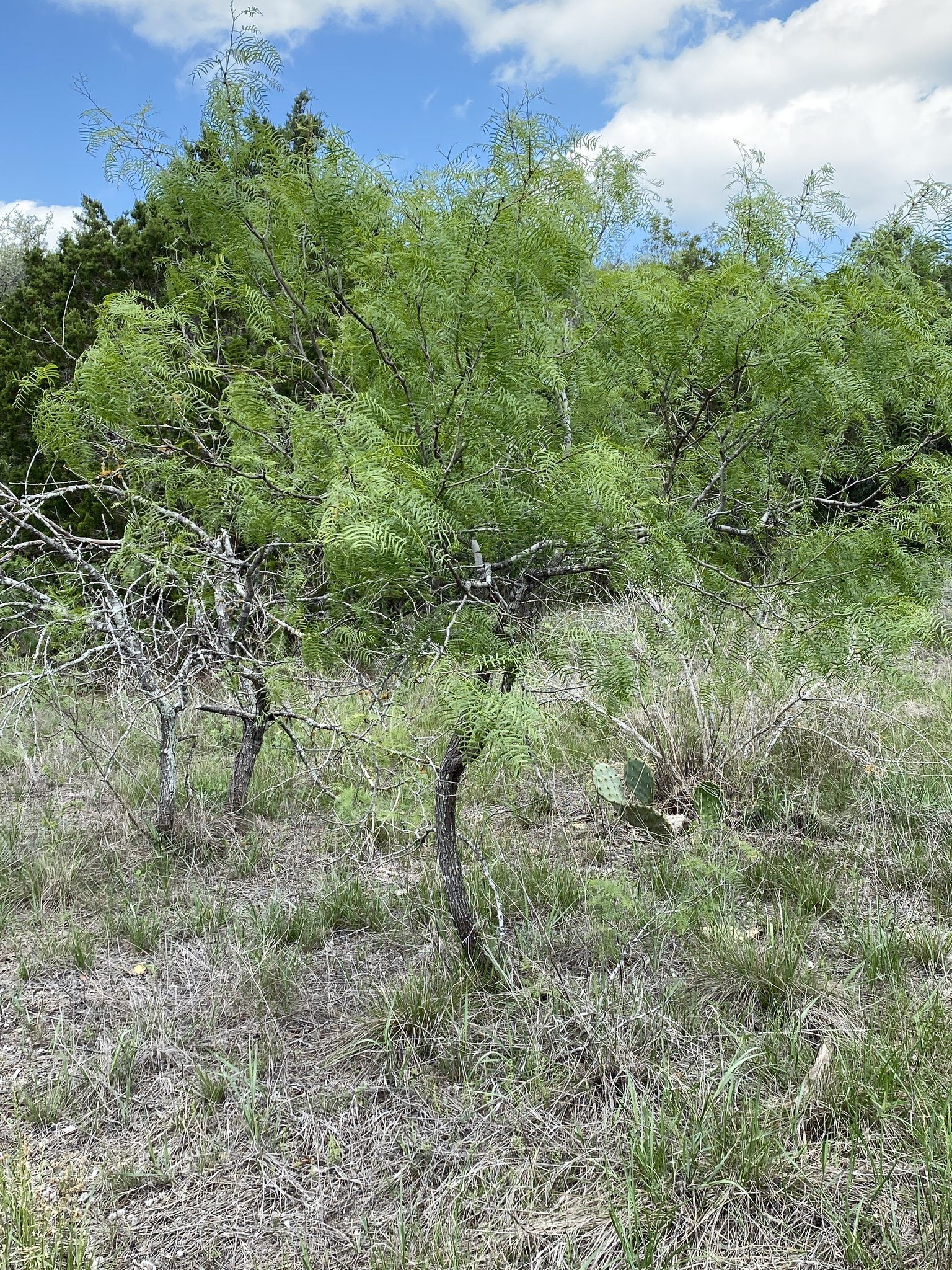 Prosopis glandulosa